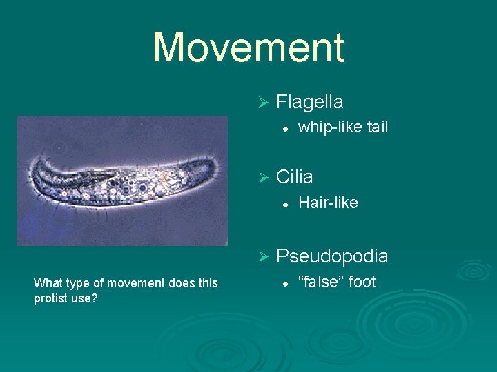 Movement Ø Flagella l Ø Cilia l Ø What type of movement does this Movement Ø Flagella l Ø Cilia l Ø What type of movement does this