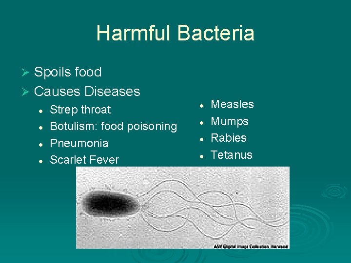 Harmful Bacteria Spoils food Ø Causes Diseases Ø l l Strep throat Botulism: food Harmful Bacteria Spoils food Ø Causes Diseases Ø l l Strep throat Botulism: food
