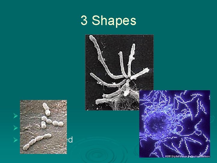 3 Shapes Ball shaped Ø Rod shaped Ø Spiral shaped Ø 3 Shapes Ball shaped Ø Rod shaped Ø Spiral shaped Ø