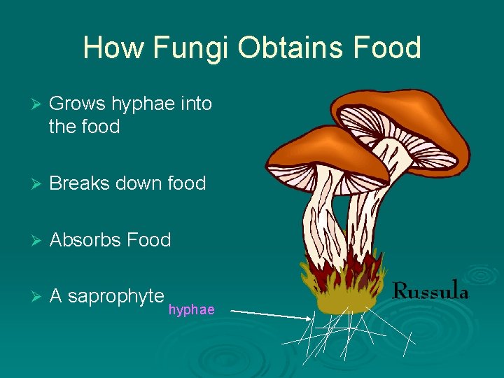 How Fungi Obtains Food Ø Grows hyphae into the food Ø Breaks down food How Fungi Obtains Food Ø Grows hyphae into the food Ø Breaks down food