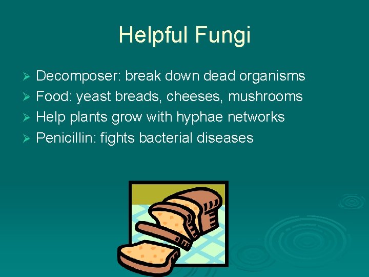 Helpful Fungi Decomposer: break down dead organisms Ø Food: yeast breads, cheeses, mushrooms Ø Helpful Fungi Decomposer: break down dead organisms Ø Food: yeast breads, cheeses, mushrooms Ø