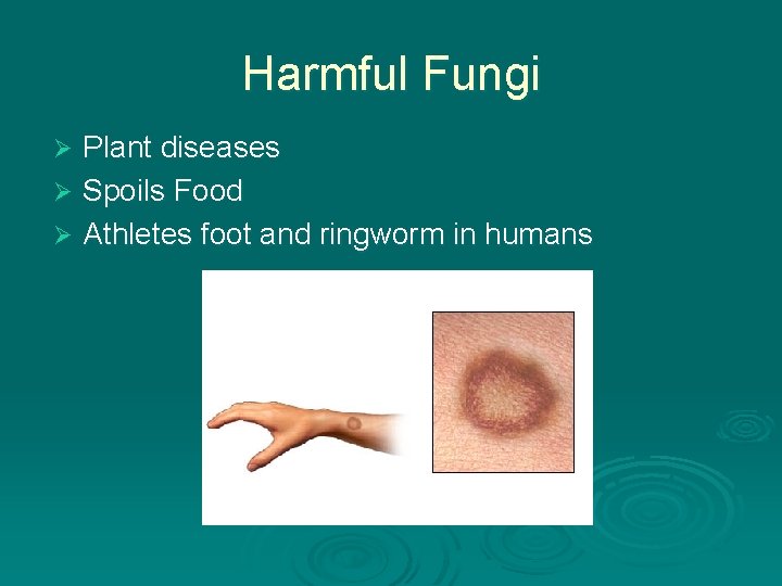 Harmful Fungi Plant diseases Ø Spoils Food Ø Athletes foot and ringworm in humans Harmful Fungi Plant diseases Ø Spoils Food Ø Athletes foot and ringworm in humans