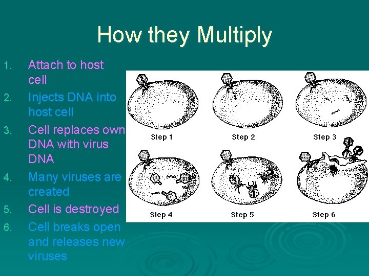 How they Multiply 1. 2. 3. 4. 5. 6. Attach to host cell Injects How they Multiply 1. 2. 3. 4. 5. 6. Attach to host cell Injects