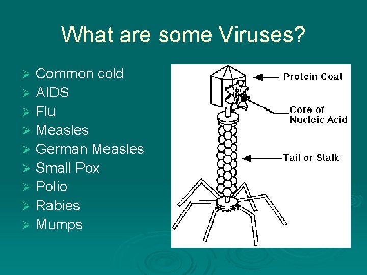 What are some Viruses? Common cold Ø AIDS Ø Flu Ø Measles Ø German What are some Viruses? Common cold Ø AIDS Ø Flu Ø Measles Ø German