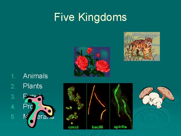 Five Kingdoms 1. 2. 3. 4. 5. Animals Plants Fungi Protists Monerans Five Kingdoms 1. 2. 3. 4. 5. Animals Plants Fungi Protists Monerans