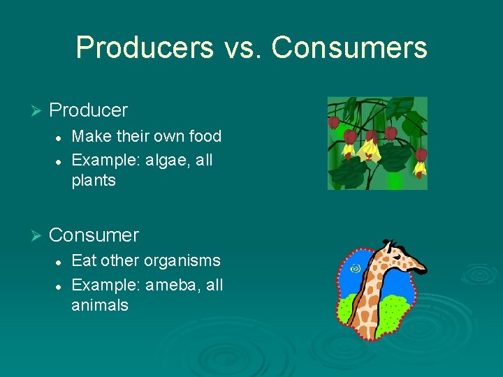 Producers vs. Consumers Ø Producer l l Ø Make their own food Example: algae, Producers vs. Consumers Ø Producer l l Ø Make their own food Example: algae,