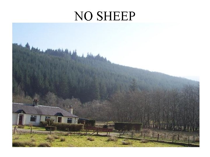 NO SHEEP 