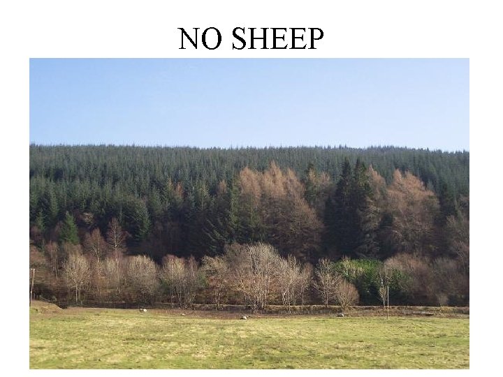 NO SHEEP 