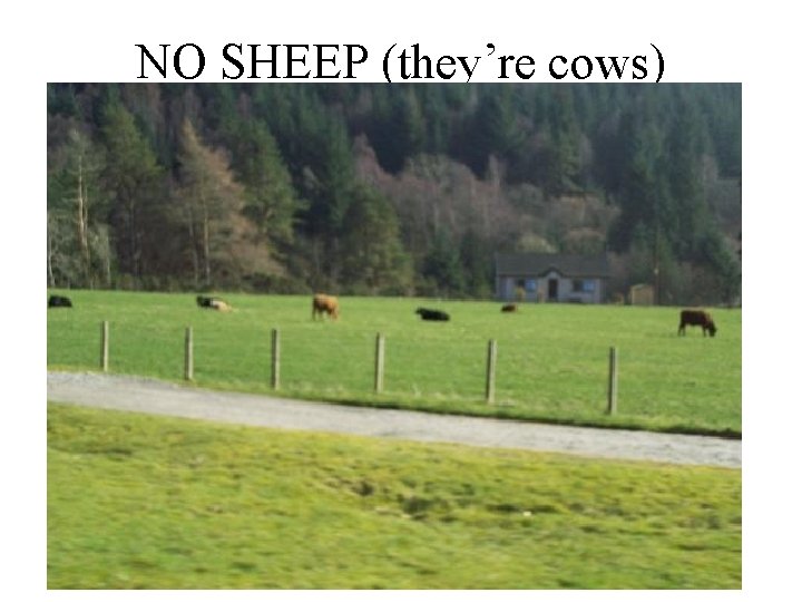 NO SHEEP (they’re cows) 