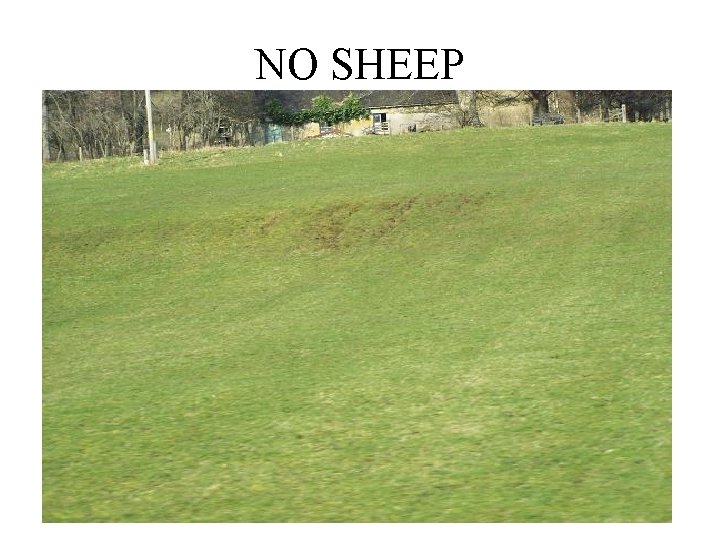 NO SHEEP 