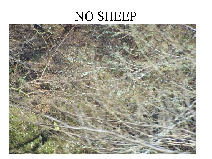 NO SHEEP 