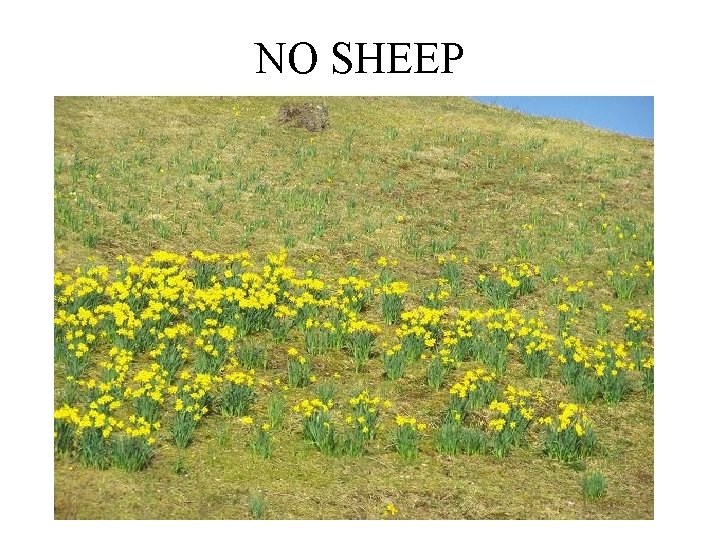 NO SHEEP 