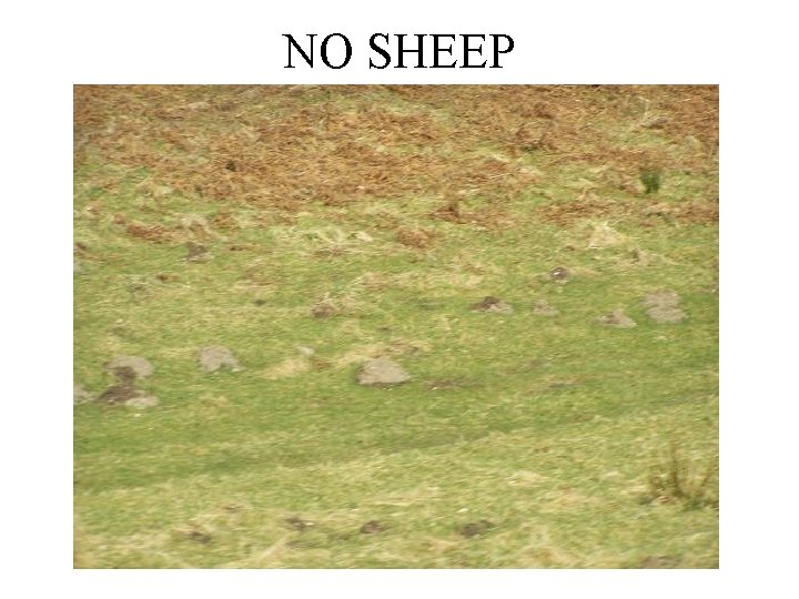 NO SHEEP 