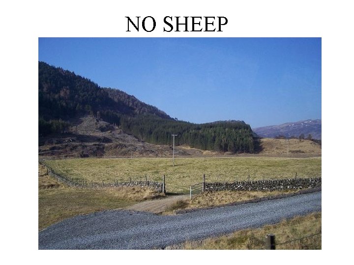 NO SHEEP 