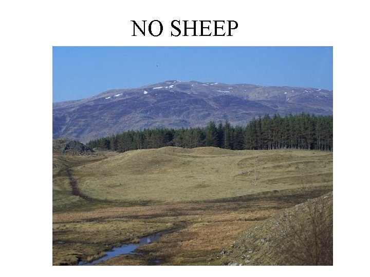 NO SHEEP 