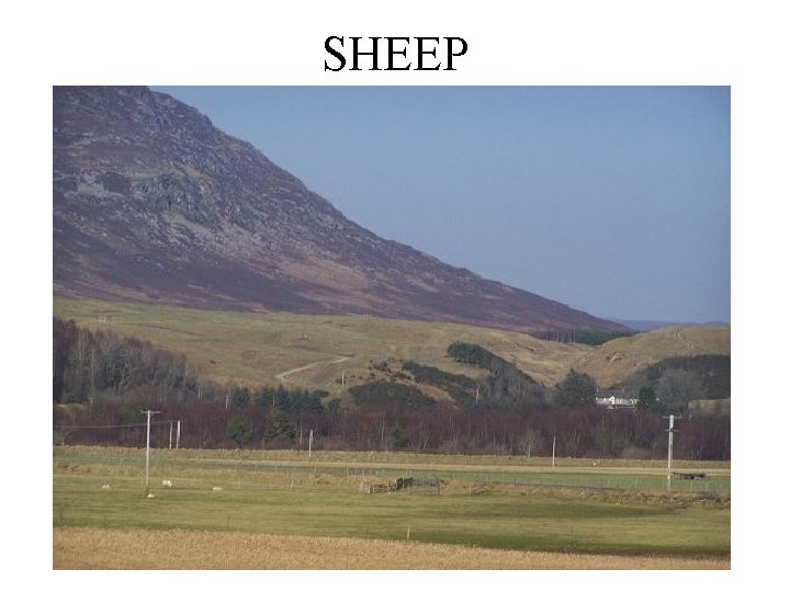 SHEEP 