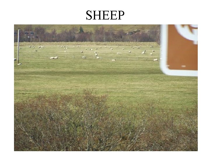 SHEEP 