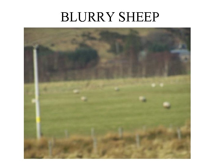 BLURRY SHEEP 