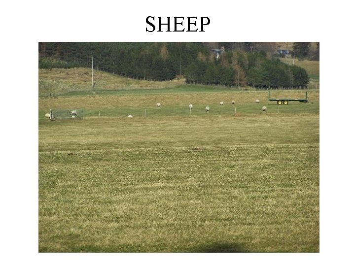 SHEEP 