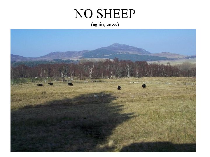 NO SHEEP (again, cows) 