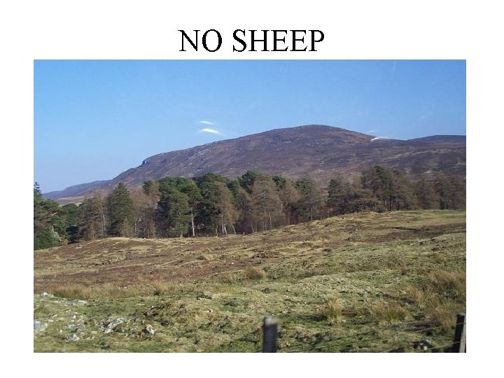 NO SHEEP 