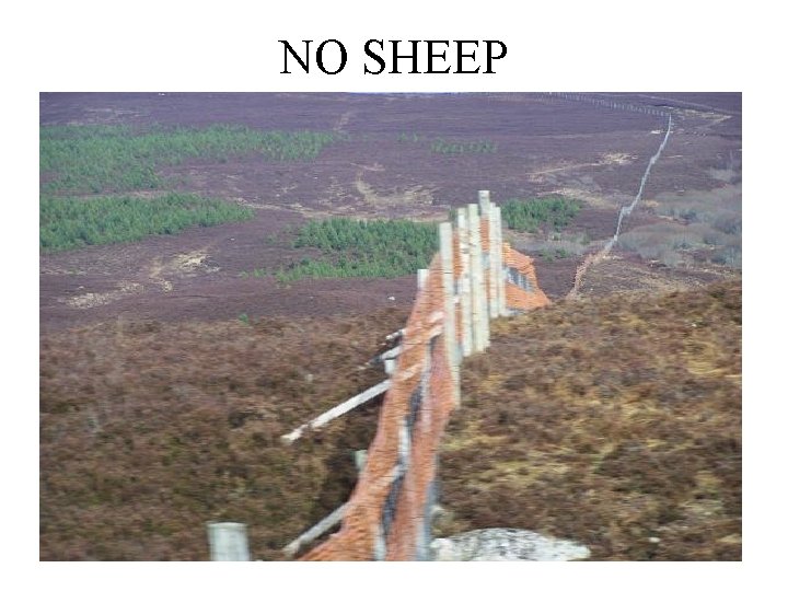 NO SHEEP 