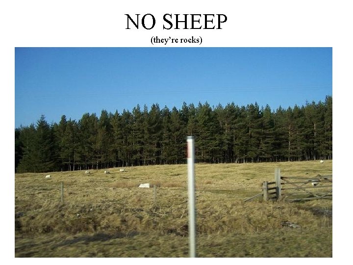 NO SHEEP (they’re rocks) 