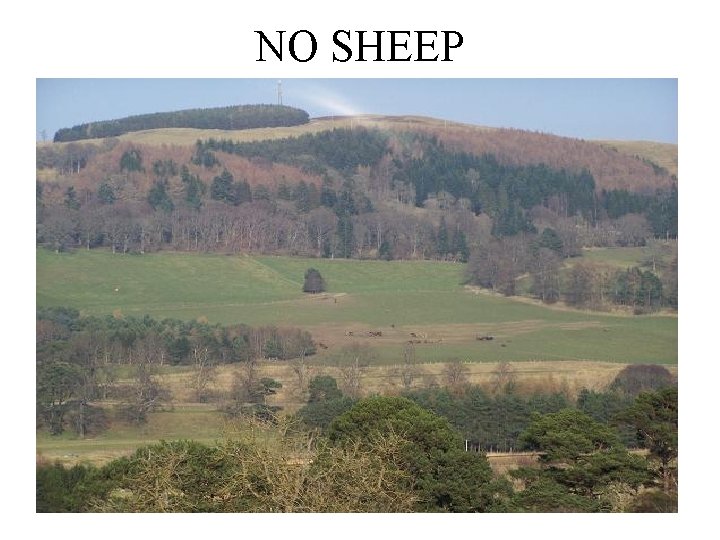 NO SHEEP 