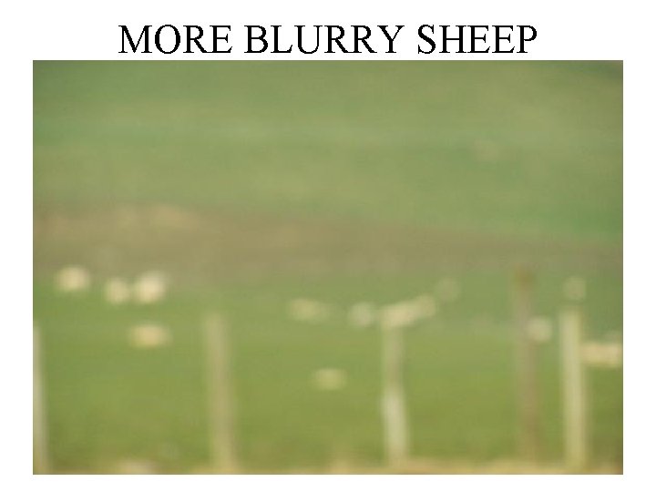 MORE BLURRY SHEEP 