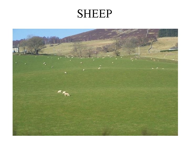 SHEEP 