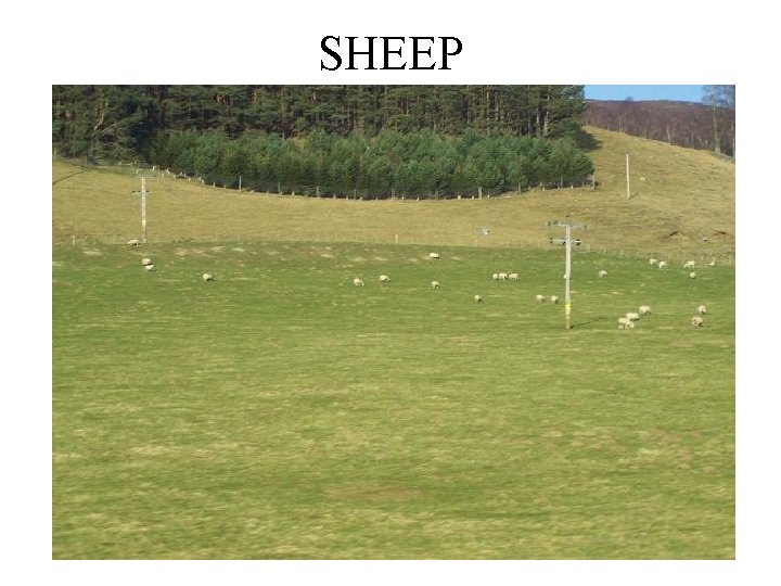 SHEEP 