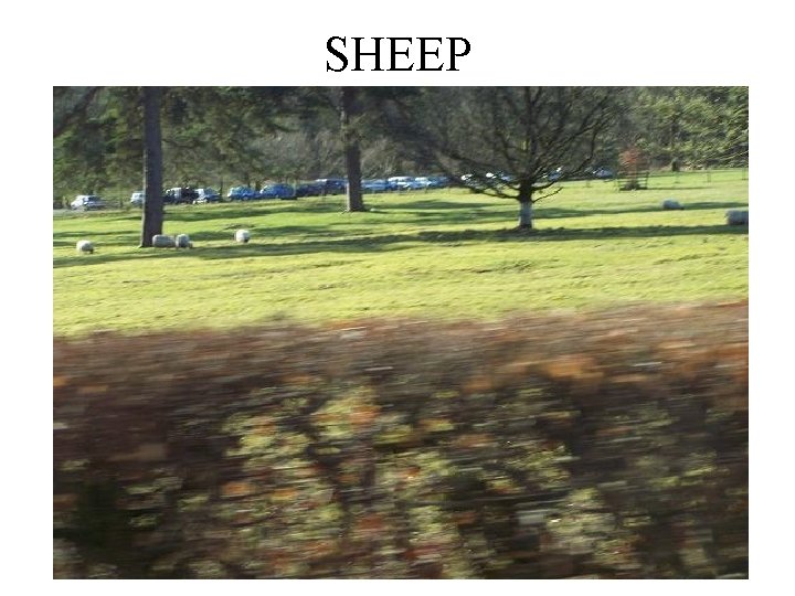 SHEEP 