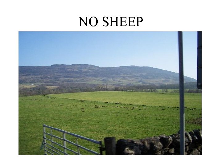 NO SHEEP 