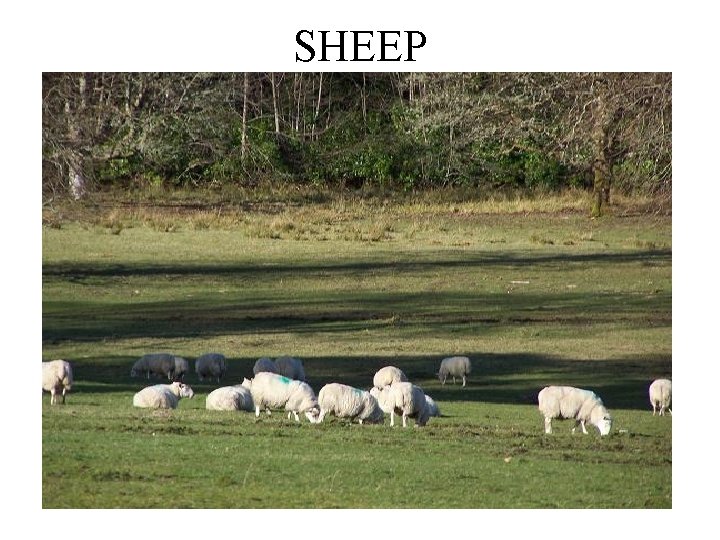 SHEEP 