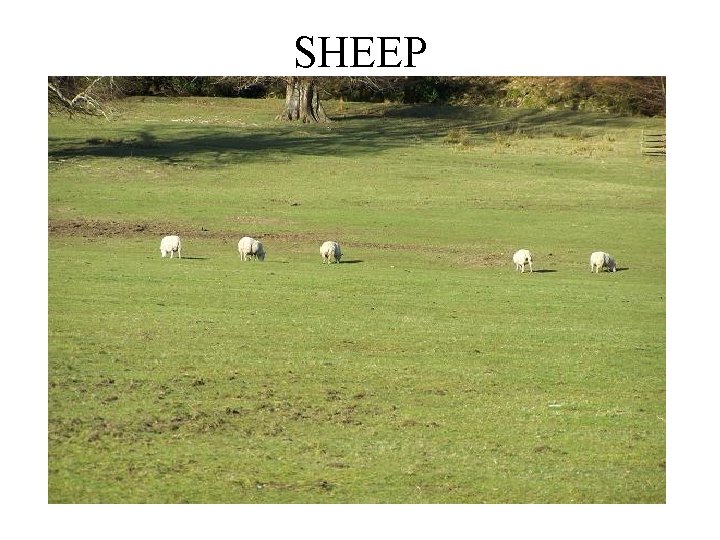 SHEEP 