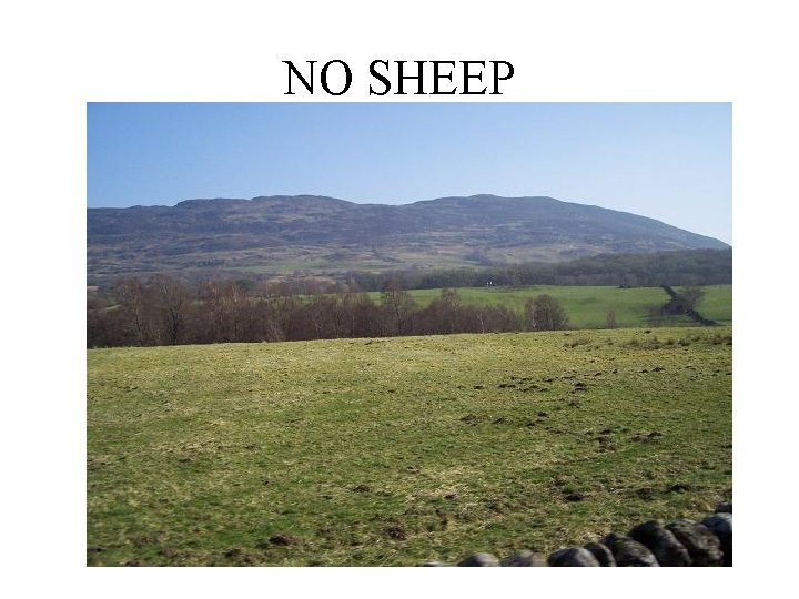 NO SHEEP 