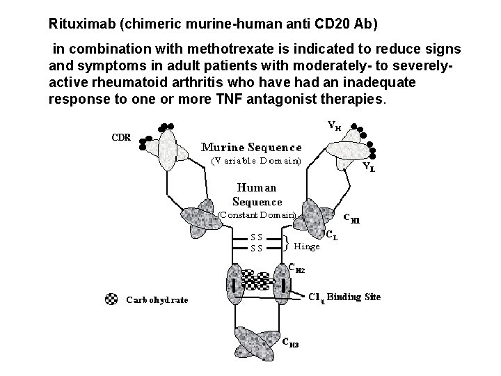 Rituximab (chimeric murine-human anti CD 20 Ab) in combination with methotrexate is indicated to