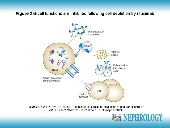 Figure 2 B-cell functions are inhibited following cell depletion by rituximab Salama AD and