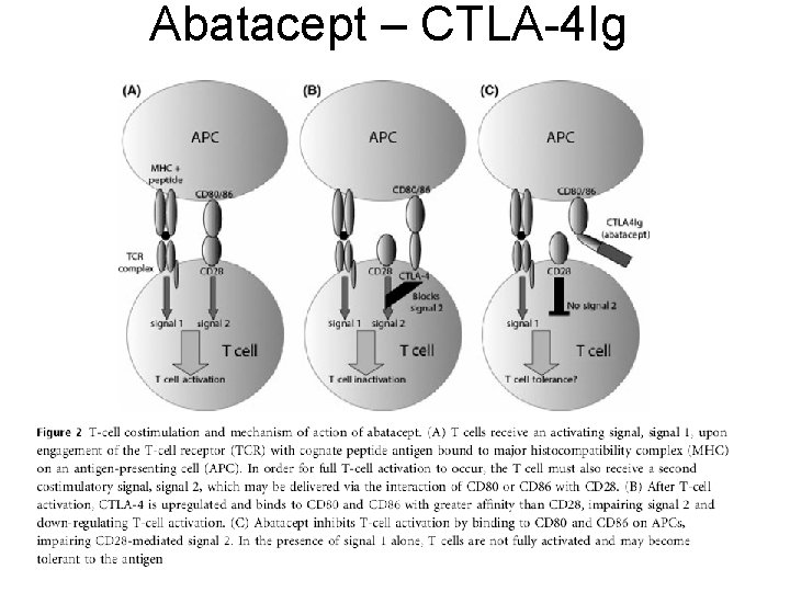 Abatacept – CTLA-4 Ig 