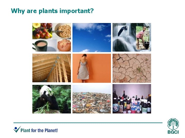 Why are plants important? 