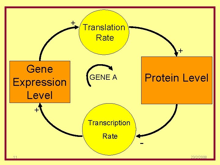 + Translation Rate + Gene Expression Level Protein Level GENE A + Transcription Rate