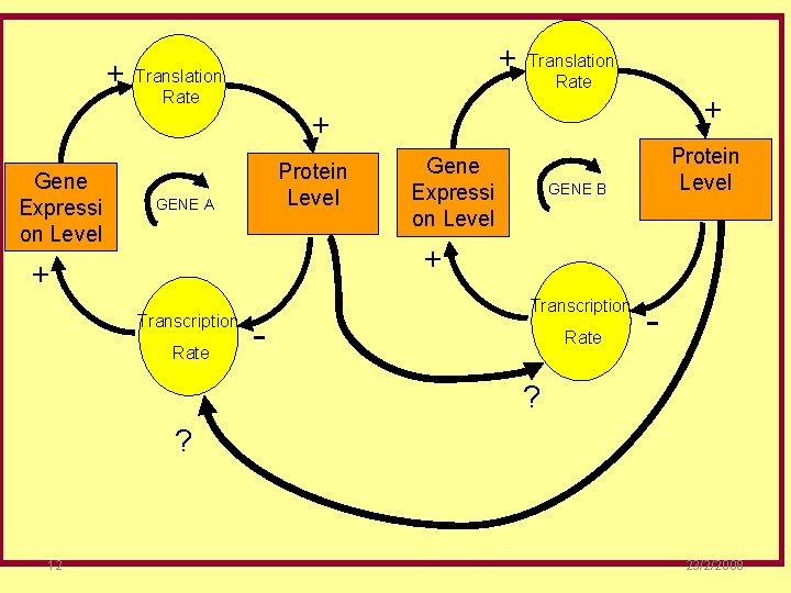 + Gene Expressi on Level + Translation Rate + + Protein Level GENE A