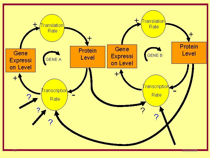 + Gene Expressi on Level + Translation Rate + + Protein Level GENE A