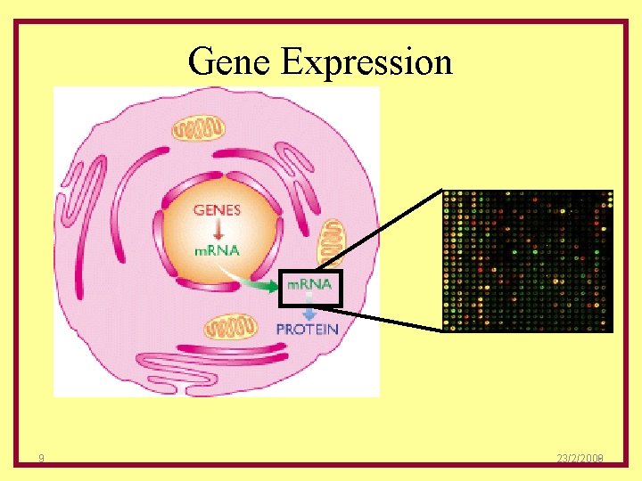 Gene Expression 9 23/2/2008 9 