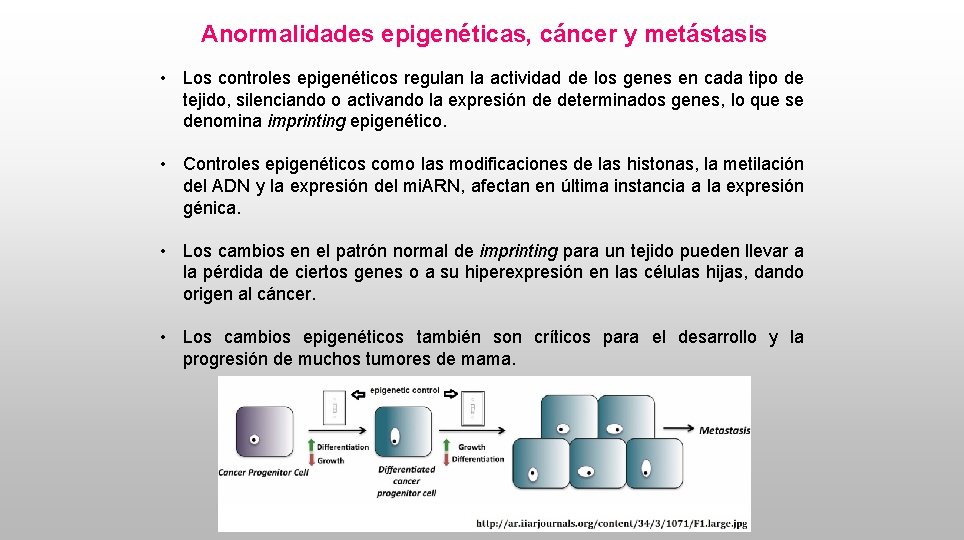 Anormalidades epigenéticas, cáncer y metástasis • Los controles epigenéticos regulan la actividad de los