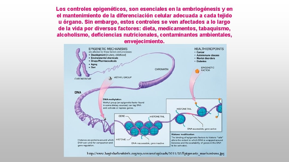 Los controles epigenéticos, son esenciales en la embriogénesis y en el mantenimiento de la