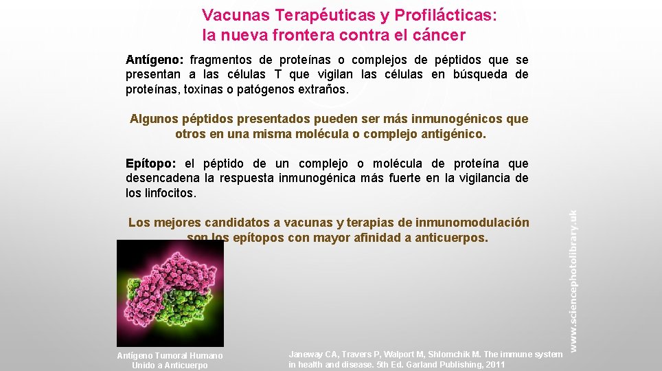 Vacunas Terapéuticas y Profilácticas: la nueva frontera contra el cáncer Antígeno: fragmentos de proteínas