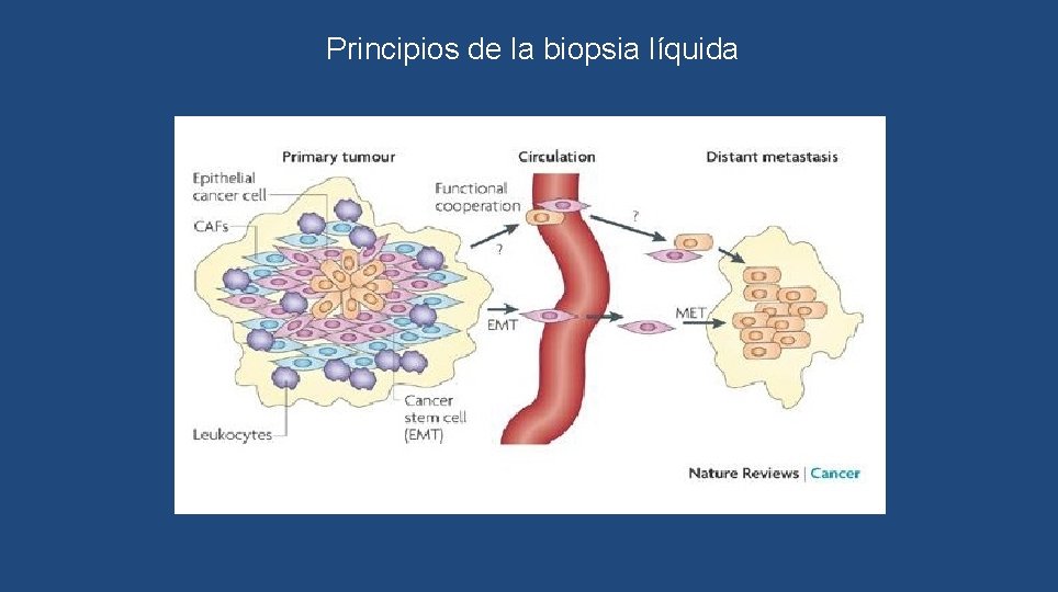 Principios de la biopsia líquida 