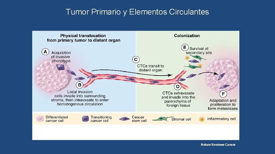 Tumor Primario y Elementos Circulantes Nature Reviews Cancer 