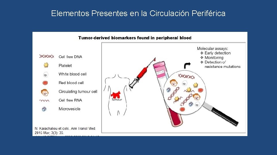 Elementos Presentes en la Circulación Periférica 